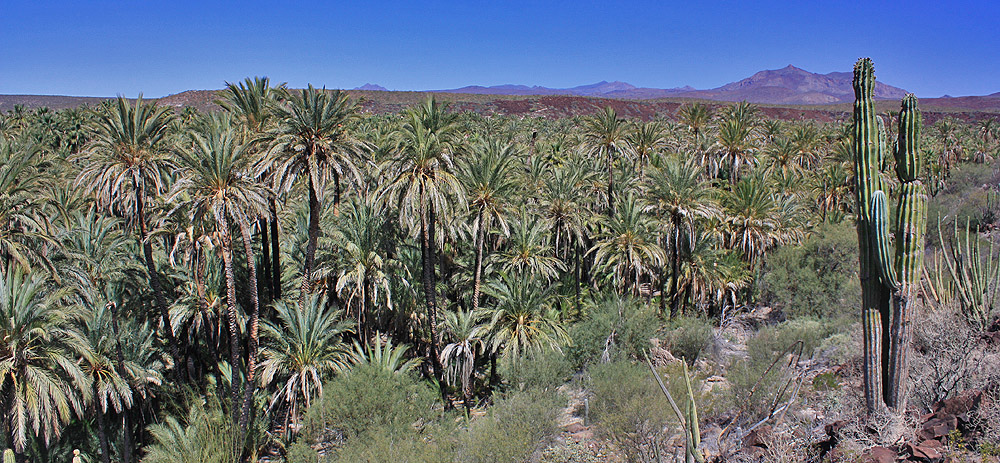 baja8