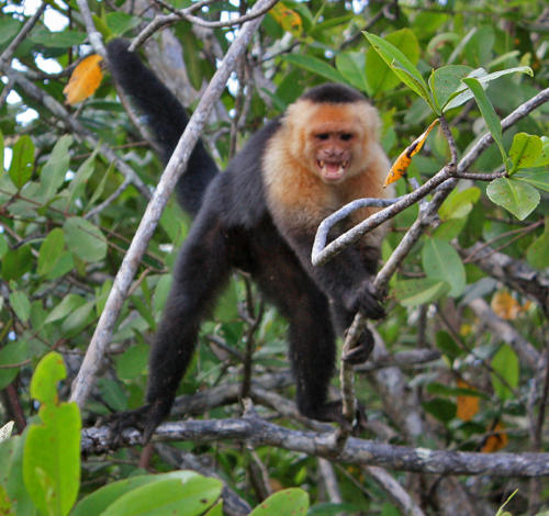 White Face Monkey