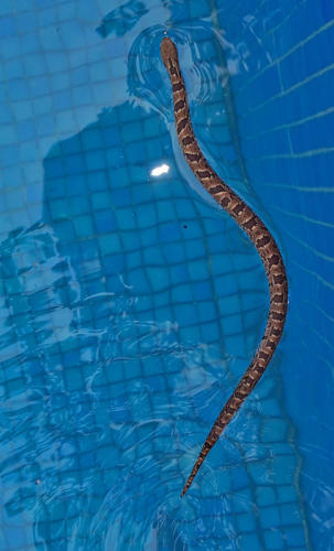 Boa in pool       