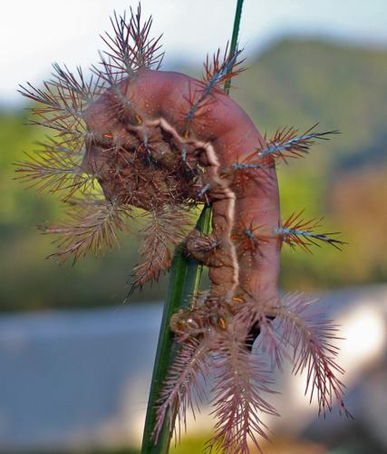 caterpillar       