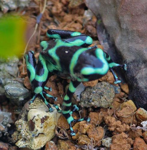 Poison Dart Frog