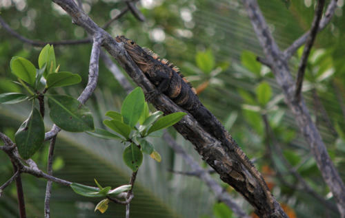 iguana       