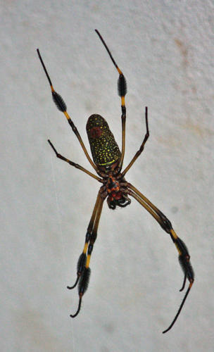 Orb spider       