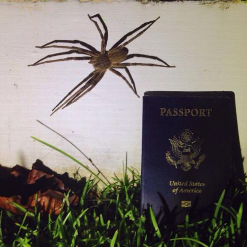 Large spider     