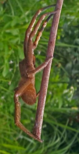 spiderhuge       