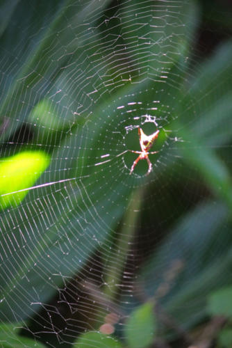 spiderweb       