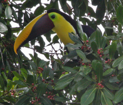 Toucan